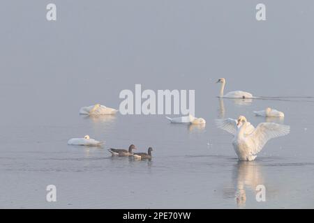 Muto Swan (Cygnus olor), gruppo di uccelli nella nebbia mattutina, tra Geese Grigio (Anser anser), Lago Hornborga, Vaestergoetland, Svezia Foto Stock