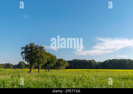 Senape bianca (Sinapis alba) e ravanello d'olio (raphanus sativus) come concime verde in un campo Foto Stock