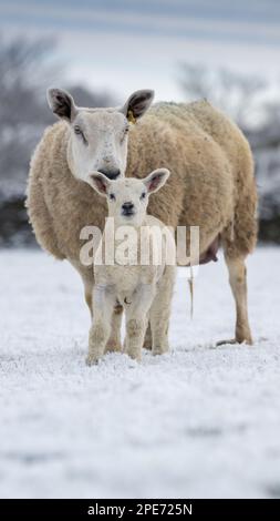 Pecore con agnelli in campi coperti di neve dopo una caduta tardiva di neve nelle Yorkshire Dales, Regno Unito. Foto Stock