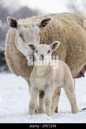 Pecore con agnelli in campi coperti di neve dopo una caduta tardiva di neve nelle Yorkshire Dales, Regno Unito. Foto Stock