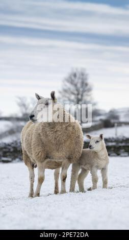 Pecore con agnelli in campi coperti di neve dopo una caduta tardiva di neve nelle Yorkshire Dales, Regno Unito. Foto Stock