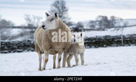 Pecore con agnelli in campi coperti di neve dopo una caduta tardiva di neve nelle Yorkshire Dales, Regno Unito. Foto Stock