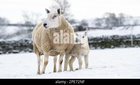 Pecore con agnelli in campi coperti di neve dopo una caduta tardiva di neve nelle Yorkshire Dales, Regno Unito. Foto Stock