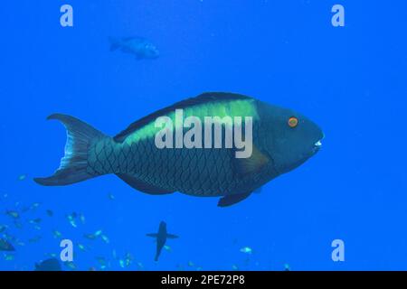 Bicolore parrota (Cetoscarus bicolore) femmina, St.. Johns sito di immersione, Egitto, Mar Rosso Foto Stock