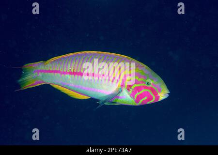 junker del Mar Rosso (Thalassoma rueppellii) di fronte a un solido sfondo blu, esente, sito di immersione House Reef Mangrove Bay, El Quesir, Egitto, Mar Rosso Foto Stock