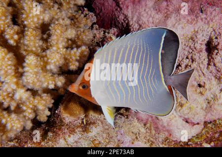 Pesce farfalla chevron blu (Chaetodon larvatus), sito di immersione Abu Fendera, Egitto, Mar Rosso Foto Stock