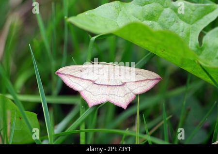 Farfalla, farfalla, farfalla, ala, rosso, Linea, erba, Germania, primo piano della vena ematica (Timandra comae) con le sue tipiche marcature sulle ali Foto Stock