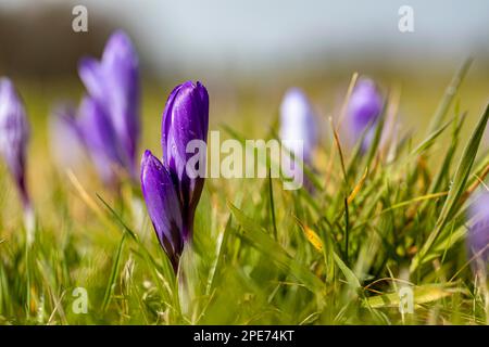Mare di fiori nei prati di Crocus di Zavelstein, fino al 1, 6 milioni di croci viola (Crocus trascurectus) fioriscono annualmente nella riserva naturale Foto Stock