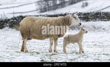 Pecore con agnelli in campi coperti di neve dopo una caduta tardiva di neve nelle Yorkshire Dales, Regno Unito. Foto Stock