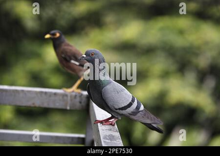 Piccione in piedi nella galleria di una terrazza della casa Foto Stock
