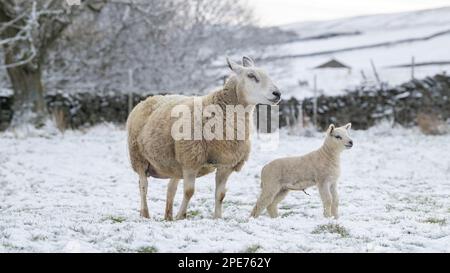 Pecore con agnelli in campi coperti di neve dopo una caduta tardiva di neve nelle Yorkshire Dales, Regno Unito. Foto Stock