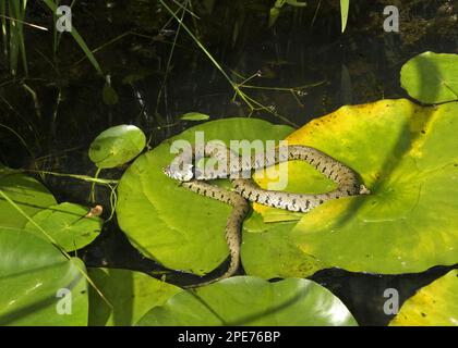 Serpente d'erba, serpenti d'erba (Natrix natrix), altri animali, rettili, serpenti, animali, Erba Snake adulto, riposante sul Sussex del giglio dell'acqua, Inghilterra, Unito Foto Stock