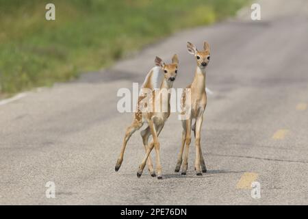 Cervi dalla coda bianca (Odocoileus virginianus) due fawns, con zanzare, trotting e in piedi su strada, North Dakota (U.) S. A Foto Stock