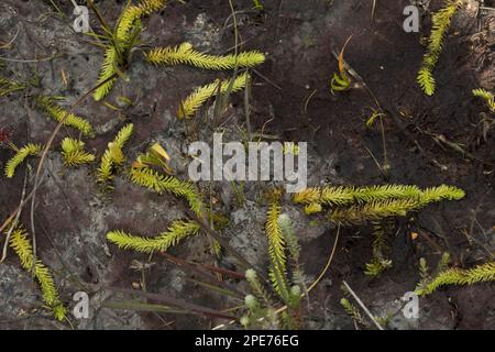 Marsh Clubmuss (Lycopodiella inundata) fronde fertili, che crescono su torba umida, Studland, Dorset, Inghilterra, Regno Unito Foto Stock