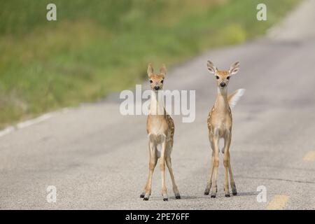 Cervi dalla coda bianca (Odocoileus virginianus) due fawns, con zanzare, in piedi su strada, North Dakota (U.) S. A Foto Stock