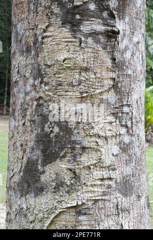 Suya (Pouteria speciosa) primo piano della tribù, foresta pluviale di Iwokrama, Guyana Shield, Guyana Foto Stock