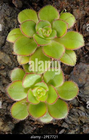 La Gomera gigante Houseleek (Aeonium gomerense) primo piano di foglie succulente, la Gomera, Isole Canarie Foto Stock