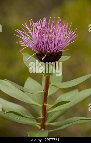 Stirling Ranges coneflower (Isopogon latifolius) primo piano di fiore, Stirling Range, vicino a Mount Barker, Australia Occidentale, Australia Foto Stock