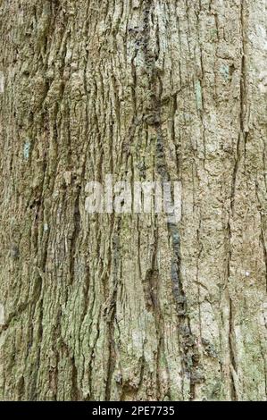 Futui (Jacaranda copaia) primo piano di corteccia, foresta pluviale di Iwokrama, Guiana Shield, Guyana Foto Stock