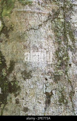 Suya (Pouteria speciosa) primo piano di corteccia, foresta pluviale di Iwokrama, Guyana Shield, Guyana Foto Stock