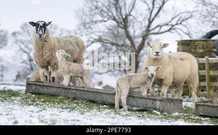 Pecore con agnelli in campi coperti di neve dopo una caduta tardiva di neve nelle Yorkshire Dales, Regno Unito. Foto Stock