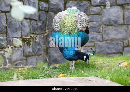 Nel cuore del tranquillo parco di Madrid, un maestoso pavone vaga con grazia e cena, mostrando la vibrante fauna selvatica della Spagna Foto Stock