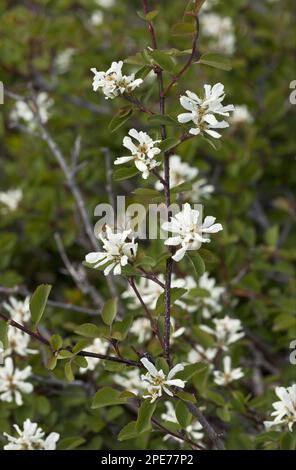 Utah Serviceberry (Amelanchier utahensis) fioritura, Klamath Mountains, California (U.) S. A. Foto Stock