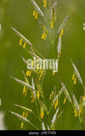 Erba falsa (Arrhenatherum elatius) fioritura, con stami gialli, Slovenia Foto Stock