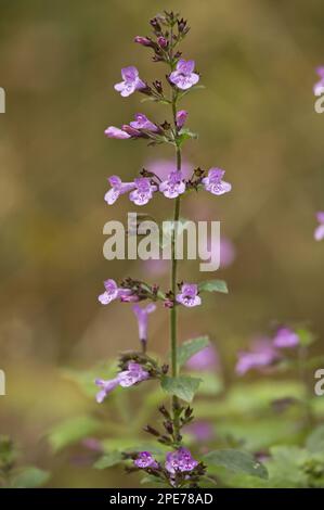 Legno calamint (Clinopodium mentifolium) fioritura, Dordogna, Francia Foto Stock