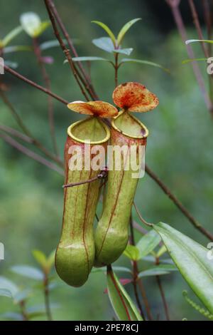 Distillatore miracoloso nepenthes madagascariensis (Nepenthes distillatoria) due 'trappole' di foglie modificate che crescono nella foresta pluviale di pianura, Sinharaja Foto Stock