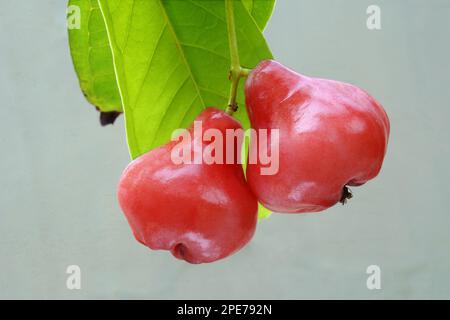 Mela Java (Syzygium samarangense) primo piano di un frutto, Trivandrum, distretto di Thiruvananthapuram, Kerala, India Foto Stock