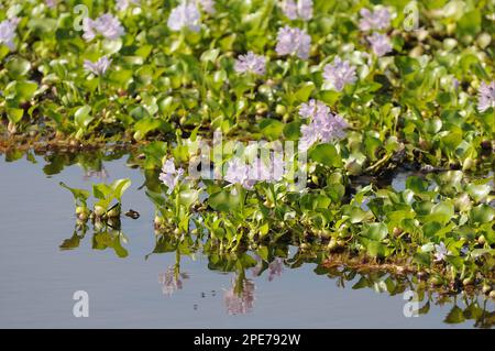 Giacinto d'acqua (Eichornia sp.) In fiore, riflesso nell'acqua, Pantanal, Mato Grosso, Brasile Foto Stock