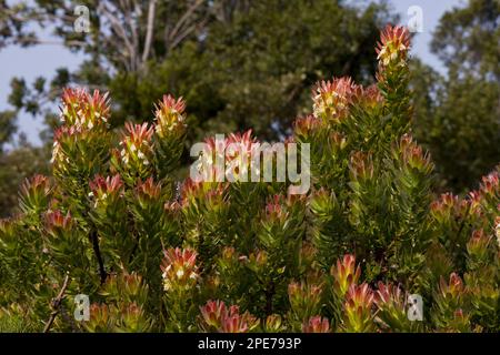 Fioritura rooistompie comune (Mimetes cucullatus), nei fynbos, Capo Occidentale, Sud Africa Foto Stock