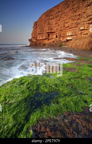 Vista delle alghe sulla spiaggia rocciosa e vecchia cava sulle scogliere all'alba, Winspit Bay, vicino Worth Matravers, Isola di Purbeck, Dorset, Inghilterra, Regno Unito Foto Stock