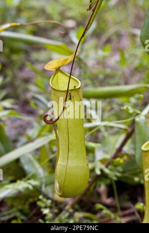 (Nepenthes distillatoria), impianto di caraffa, sri lanka Foto Stock