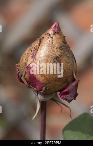 Muffa grigia (Botrytis cinerea), muffa grigia, funghi, bocciolo di rosa rosso abortito attaccato da muffa grigia, dopo tempo umido, Berkshire, Inghilterra, Regno Unito Foto Stock