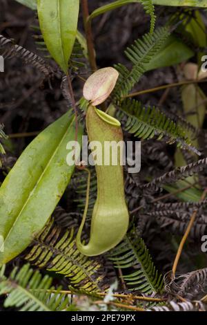 (Nepenthes distillatoria) pianta di caraffa sri lanka Foto Stock