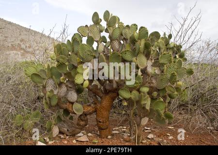 (Opuntia galapageia) var. Profusa una varietà arbustiva che si trova solo sull'isola di rabida, Galapagos Foto Stock