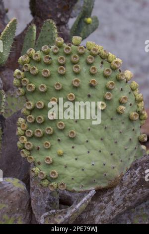 (Opuntia galapageia) var profusa, che si trova sull'isola di Rabida, Galapagos Foto Stock