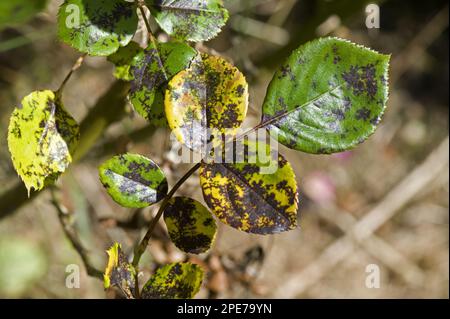 Malattia del punto nero (Diplocarpon rosae), funghi, punto rosa, una malattia fungina sulle foglie di rosa in estate Foto Stock