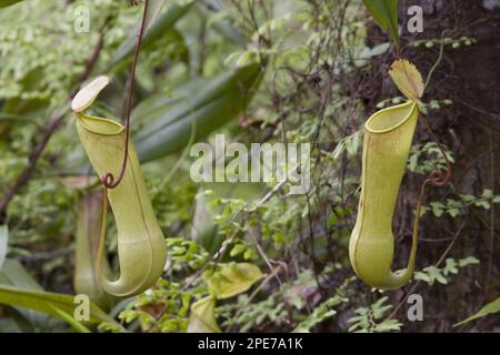 (Nepenthes distillatoria), impianto di caraffa, sri lanka Foto Stock