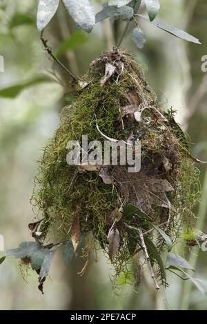 Il nido di scrubbren bianco-browed (Sericornis frontalis), appeso nell'albero, Lamington N. P. Queensland, Australia Foto Stock