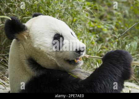 Panda gigante (Ailuropoda melanoleuca) adulto, primo piano della testa, nutrimento su bambù, base di ricerca di Chengdu per la riproduzione di panda gigante, Chengdu, Sichuan Foto Stock