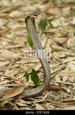 Re cobra (Ofiophagus hannah) adulto, allevandosi con la bocca aperta e cappuccio appiattito in una posizione minacciosa, sul terreno di una foresta di bambù Foto Stock