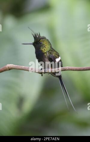 Coda toracica a filo metallico (Discosura popelairii), coda toracica crestata, uccello colibrì, Animali, Uccelli, Coda di rondine a filo (Populairia popelairii) Foto Stock