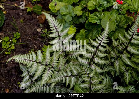 Giapponese dipinto Fern (Athyrium nipponicum) 'pictum', primo piano di facciate, che crescono in giardino, Ottawa, Ontario, Canada Foto Stock