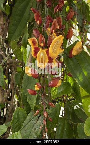 Fioritura della vite indiana dell'orologio (Thunbergia mysorensis), India Foto Stock