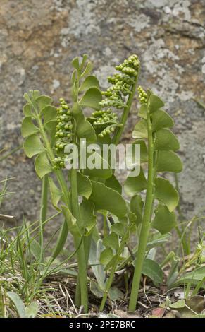 Moonwort (Botrychium lunaria) con fronde fertili, coltivati in prateria, Alpi, Francia Foto Stock