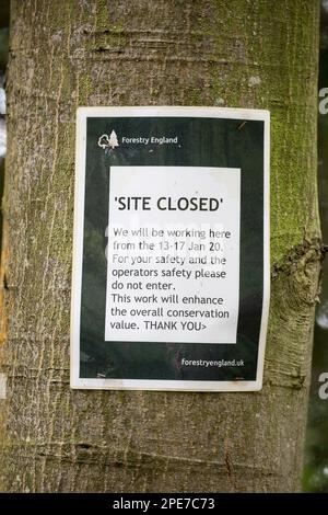 Forestry England UK cartello isolato sul tronco dell'albero, che dà avviso di 'Sito chiuso' a causa di lavori di miglioramento della conservazione in corso nella zona. Foto Stock