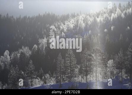 Polvere di diamante, fenomeno meteorologico causato da nuvole a livello del suolo di cristalli di ghiaccio, evidenziato nel fusto del primo sole invernale, Norvegia Foto Stock